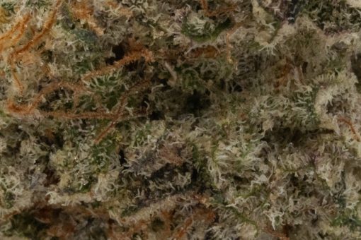 Slurricane (AAAA+/Popcorn)