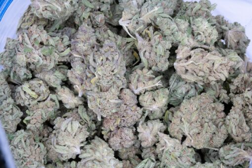 Sensi Star (AA)