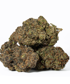 Grunk Panda (AAAA)