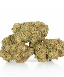 Gelato (AAA+)