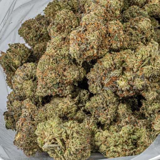 Gorilla Pink (AAA+)