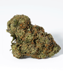 Gorilla Pink (AAA+)