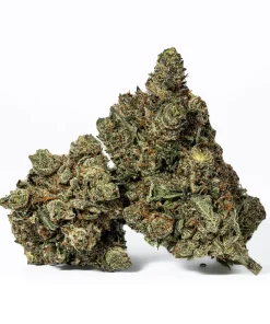 Purple Aurora (AAA+)