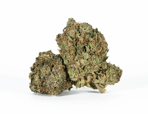 Ultra Pink (AAA+)