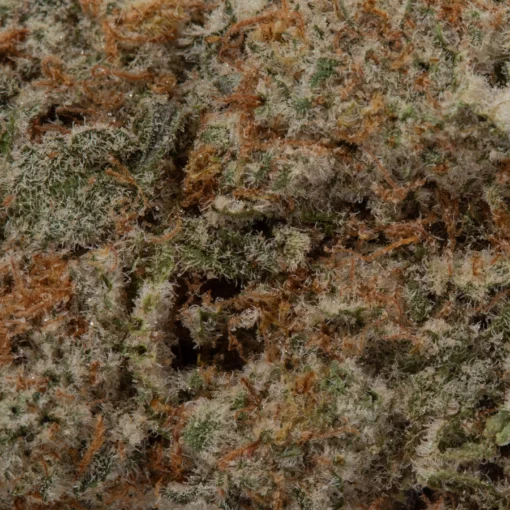 Grey Goose (AAAA+)