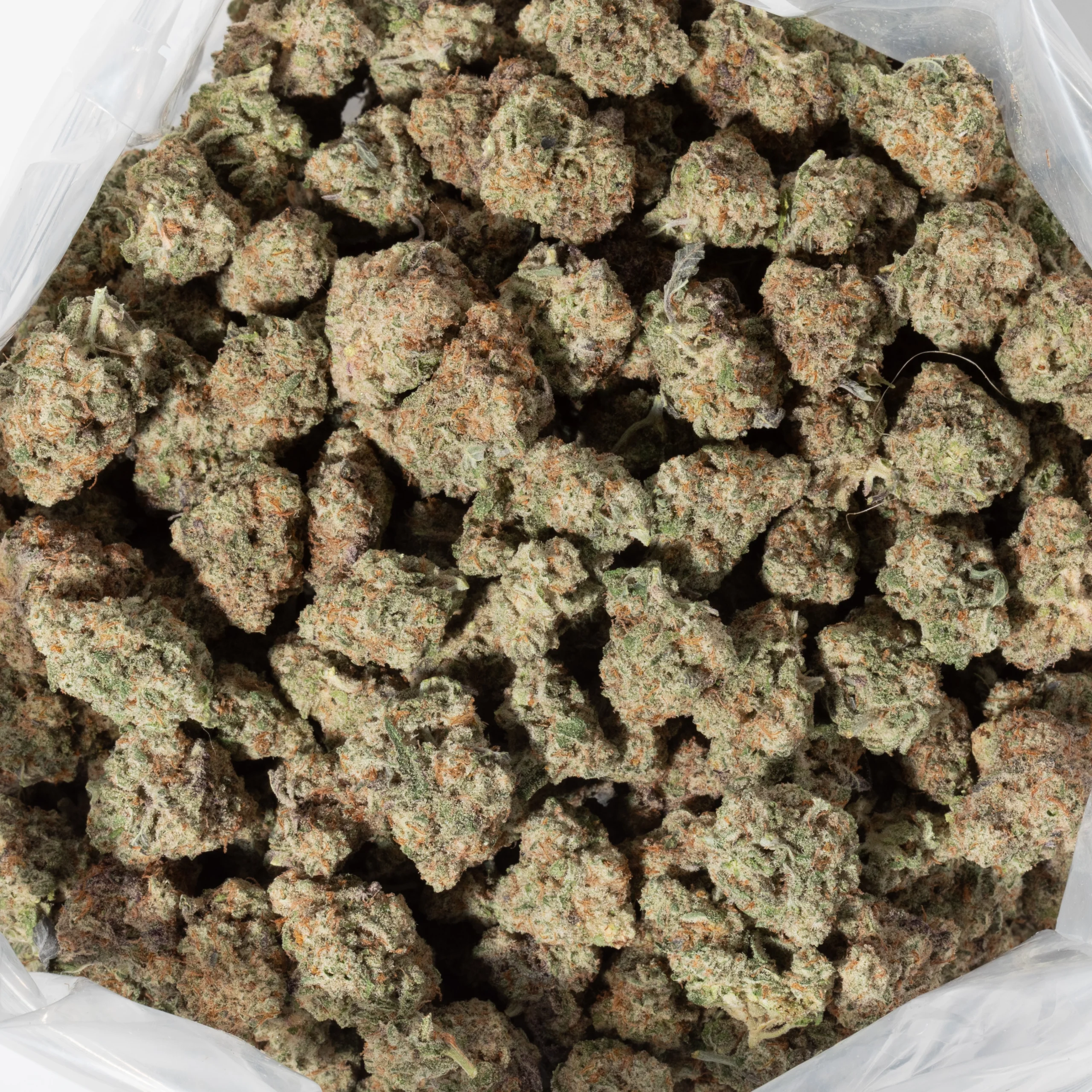 Slurricane (AAAA+/Popcorn)
