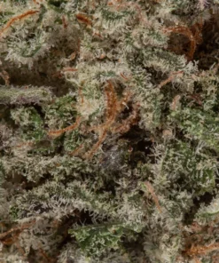 Slurricane (AAAA+/Popcorn)