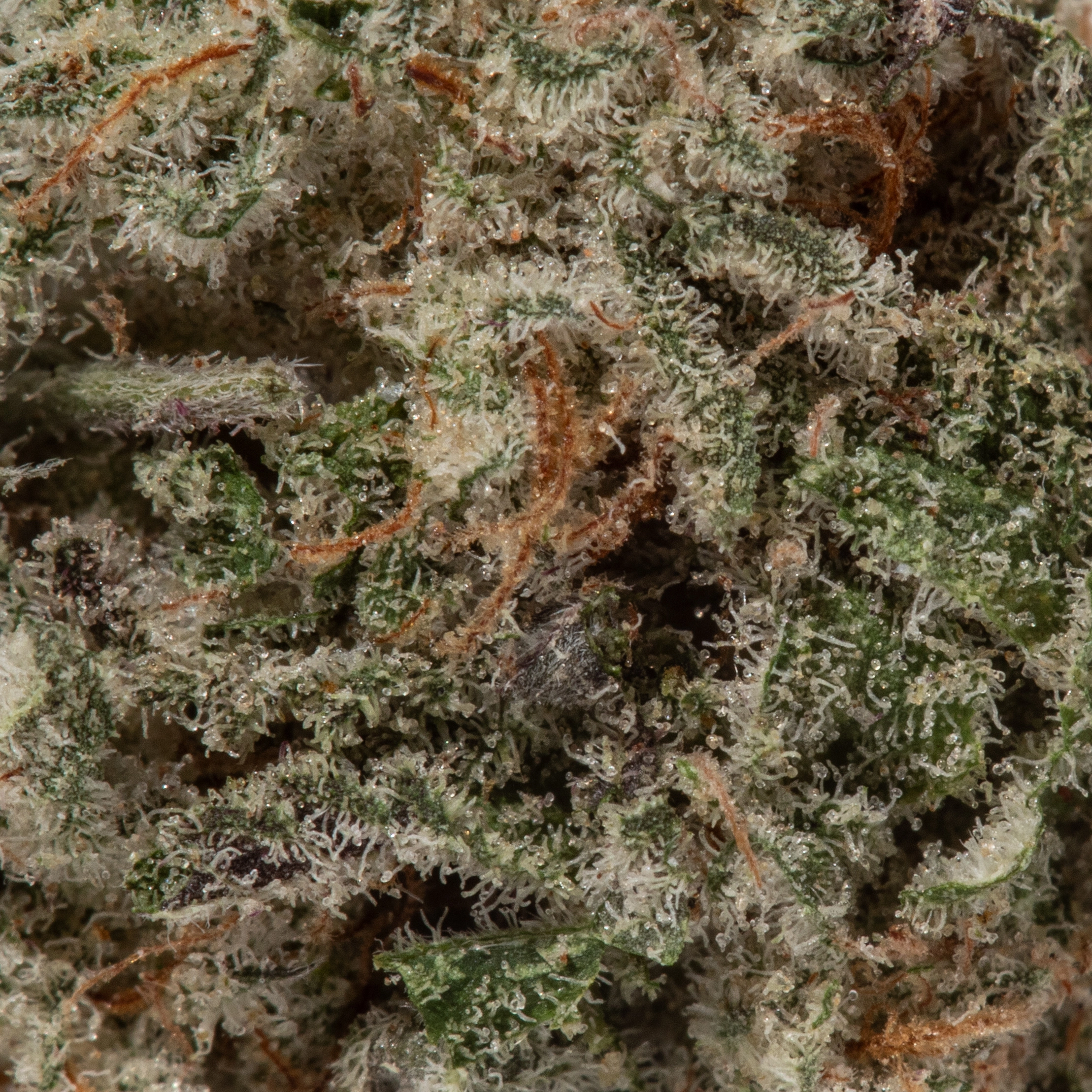 Slurricane (AAAA+/Popcorn)