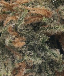 Euphoria (AA+)