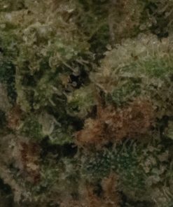 Jungle Cake (AA/Popcorn)