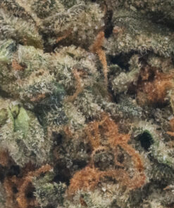 Donkey Butter (AAAA/Popcorn)