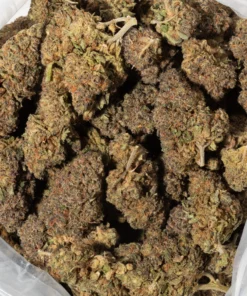Cactus (AAA+)