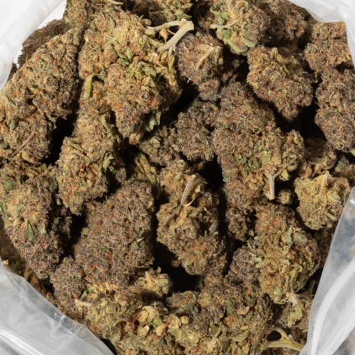 Cactus (AAA+)