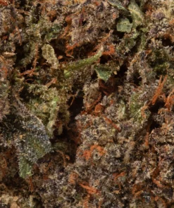 Cactus (AAA+)