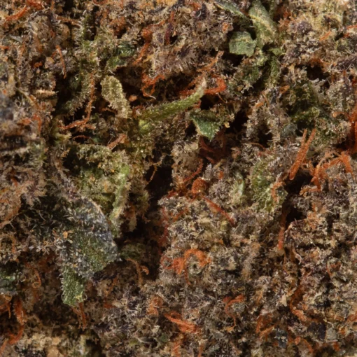 Cactus (AAA+)