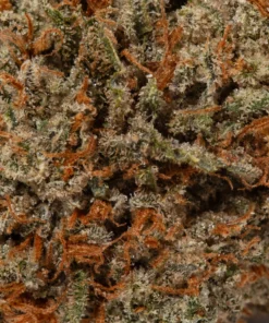 Chocolate OG (AAA+)