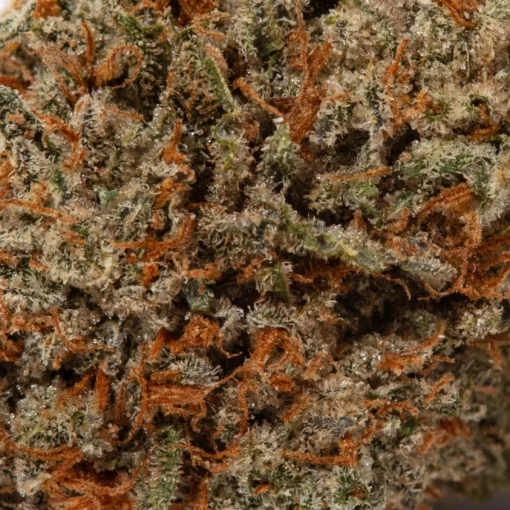 Chocolate OG (AAA+)