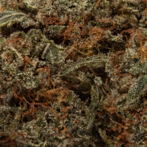 Cookies & Cream (AAA+)
