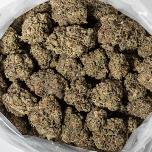 Do Si Dos (AAAA+)