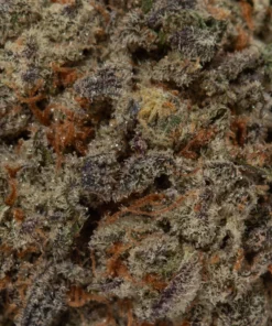 Do Si Dos (AAAA+)