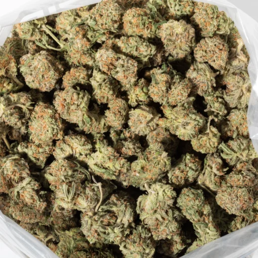 Euphoria (AA+)