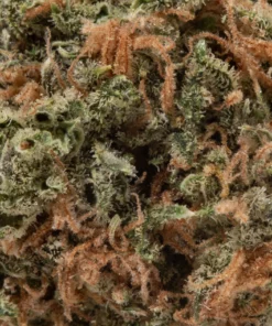 Euphoria (AA+)