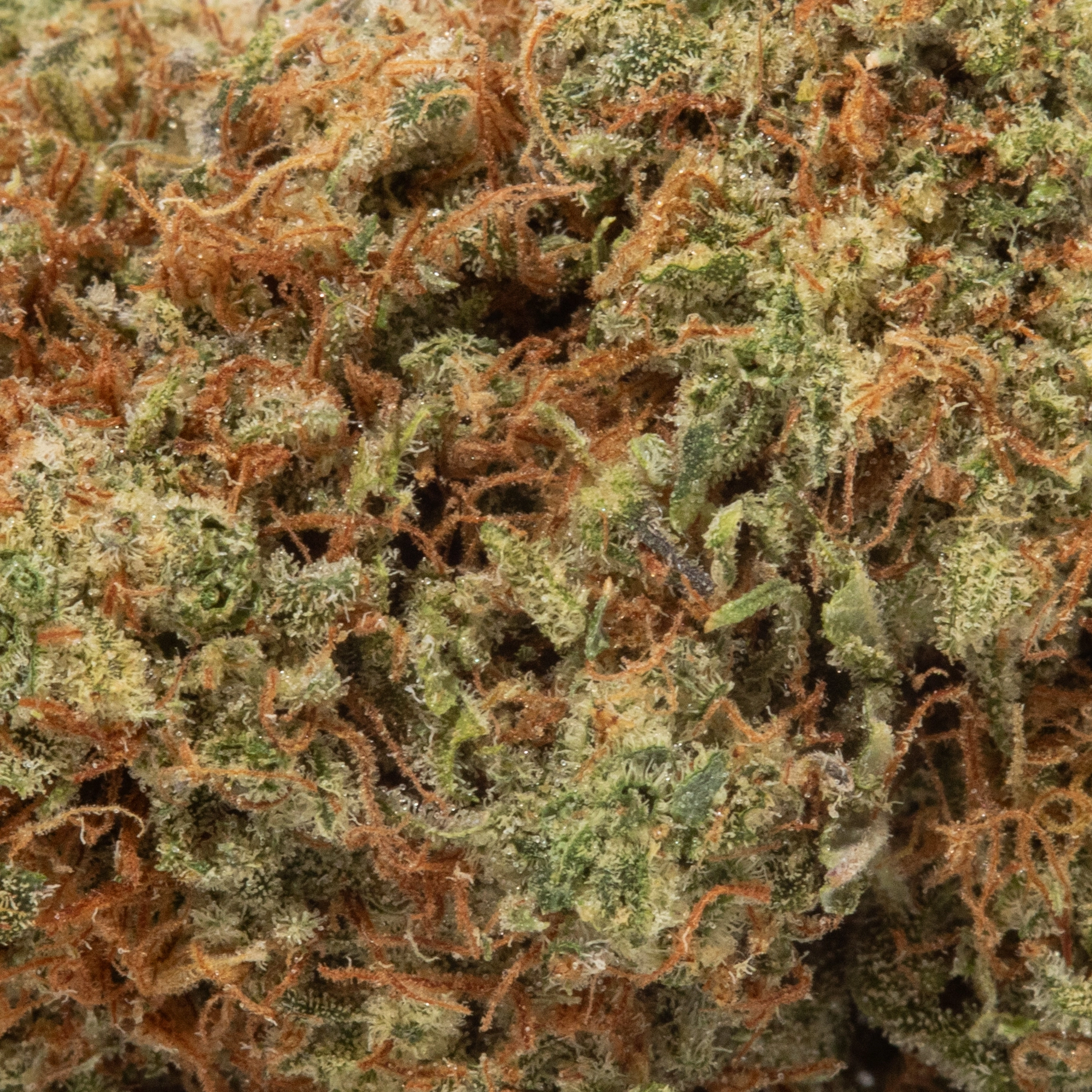 2 OZ / 3 OZ OG Kush (AAA/AAA+)