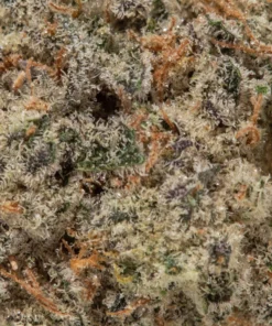 God Father OG (AAA/AAA+)