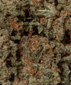 Northern Lights (AAA+)