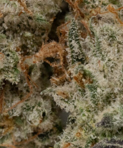 Gelato #33 (AAAA+/Popcorn)