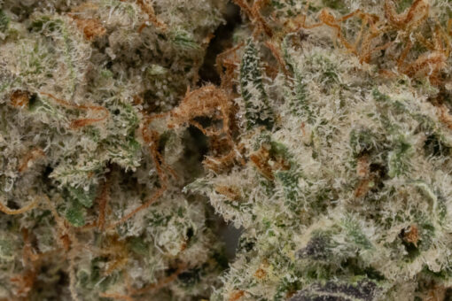 Gelato #33 (AAAA+/Popcorn)