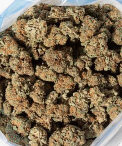 OG Shark (AA+)