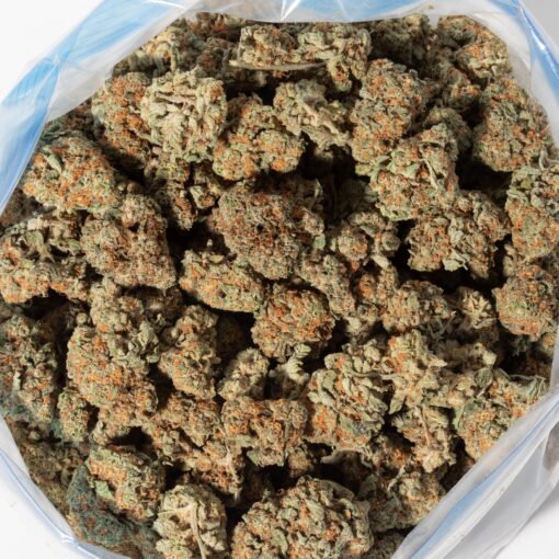 OG Shark (AA+)