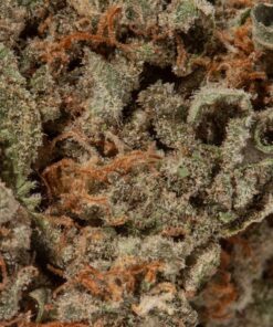 OG Shark (AA+)