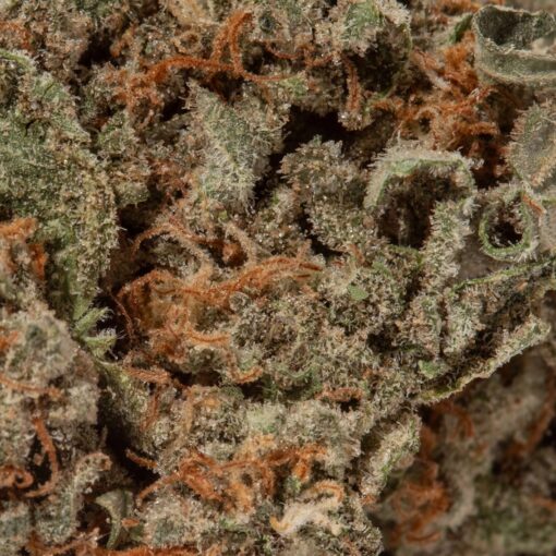 OG Shark (AA+)