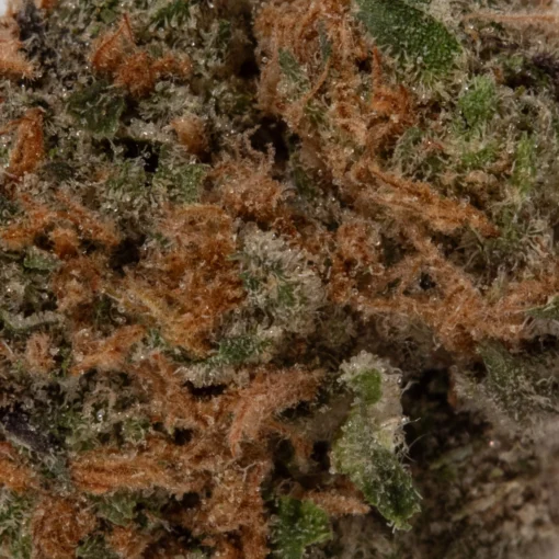 Lemon Skunk (AA/Popcorn)