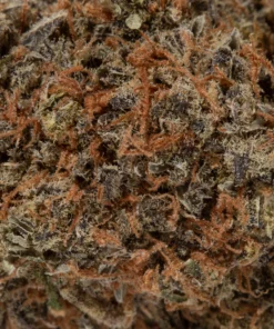 Alternative view of Khalifa Kush (AAA+)