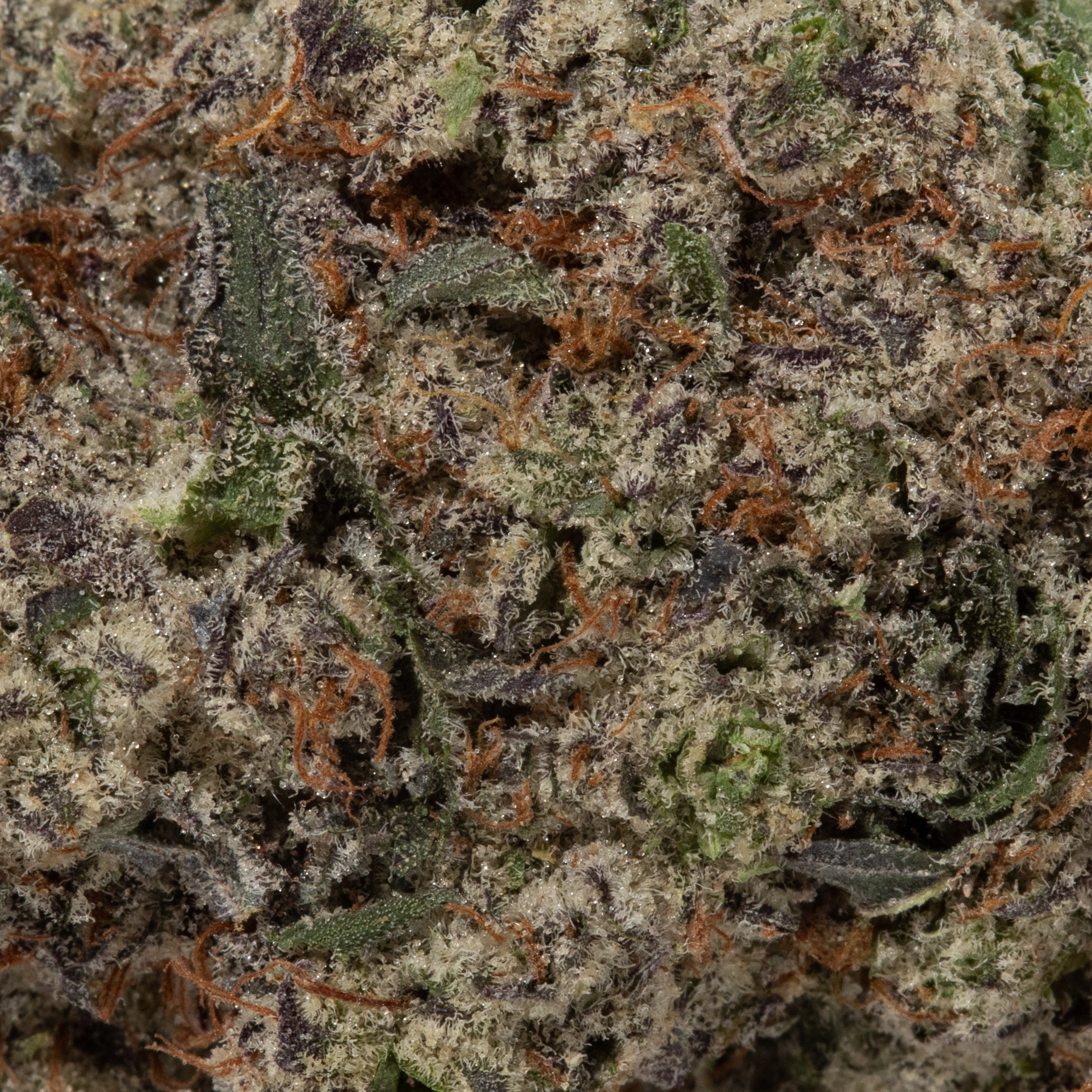 LA Kush Cake (AAAAA/Craft)