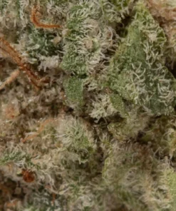 Mac 1 (AAAA+/Popcorn)