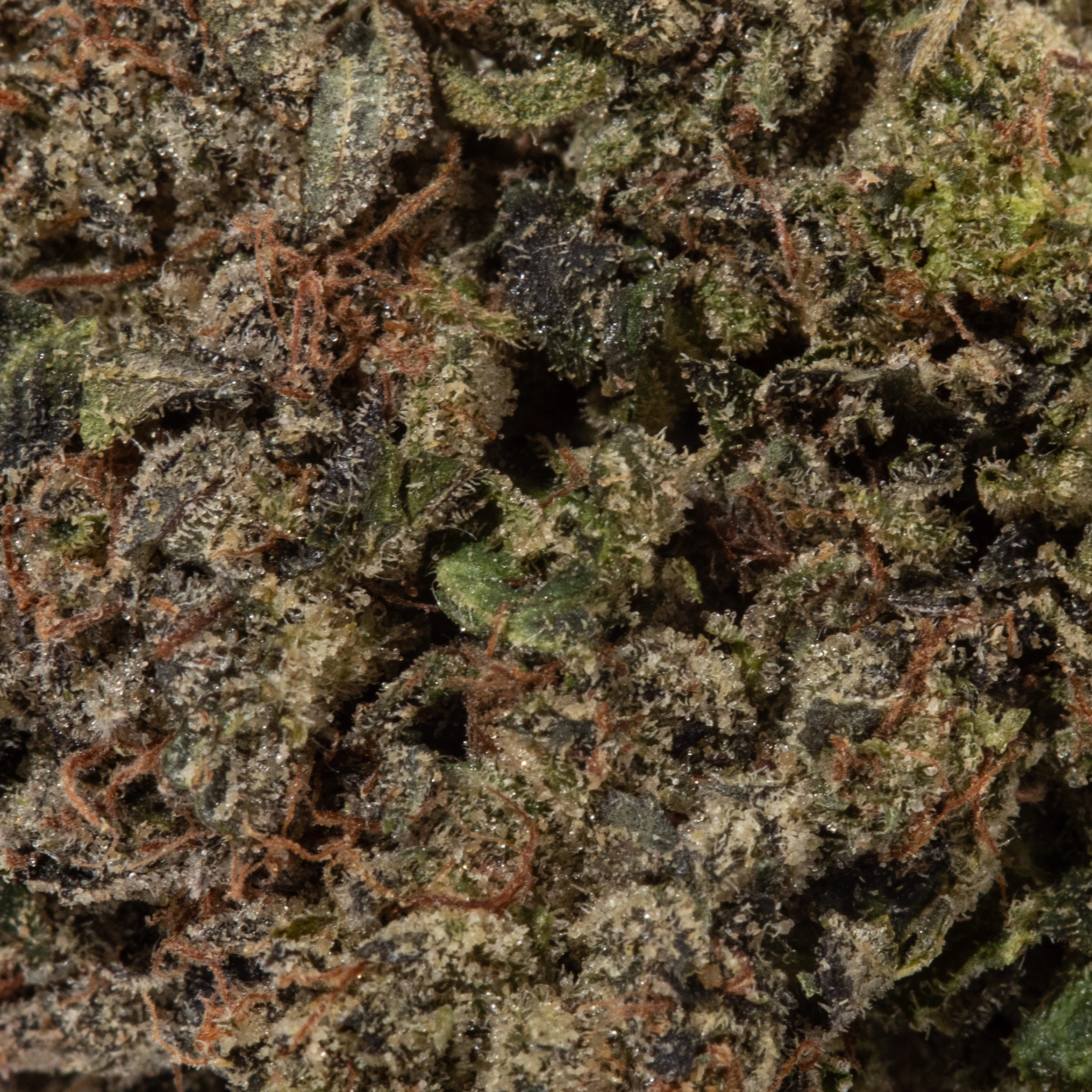 Pink Gas Mask (AAAA)