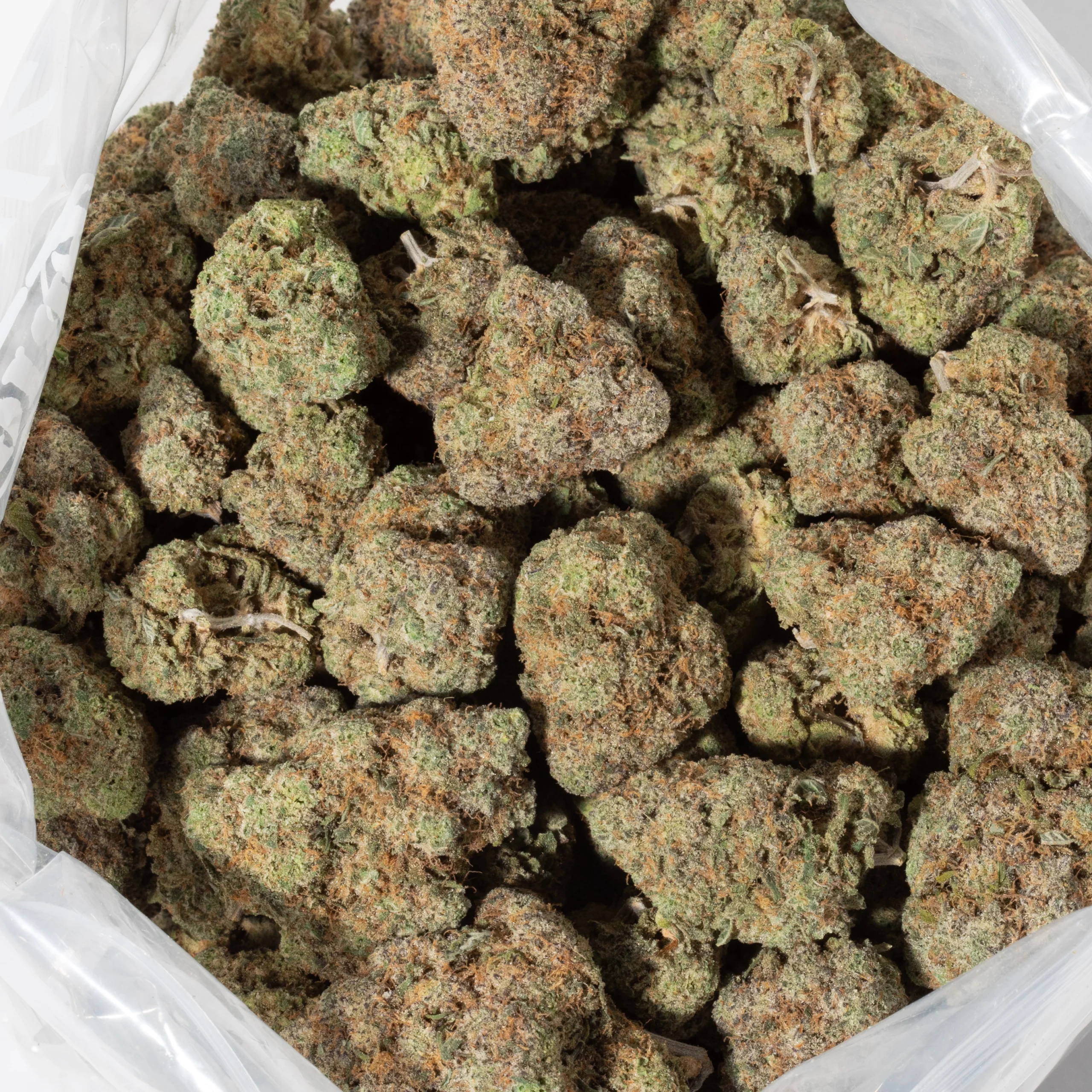 Neon Sunshine (AAAA+)