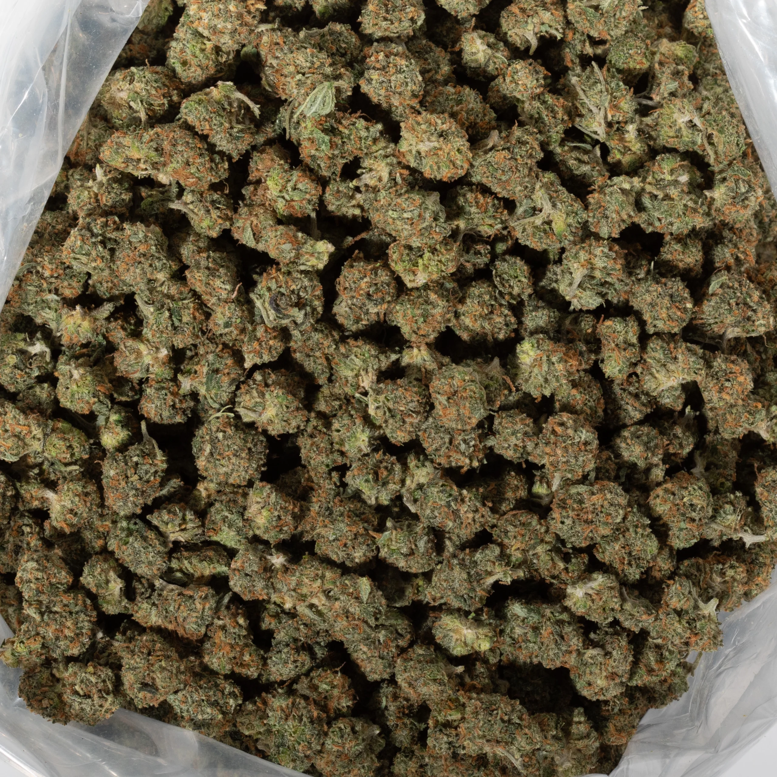 Apple Mintz (AA/Popcorn)