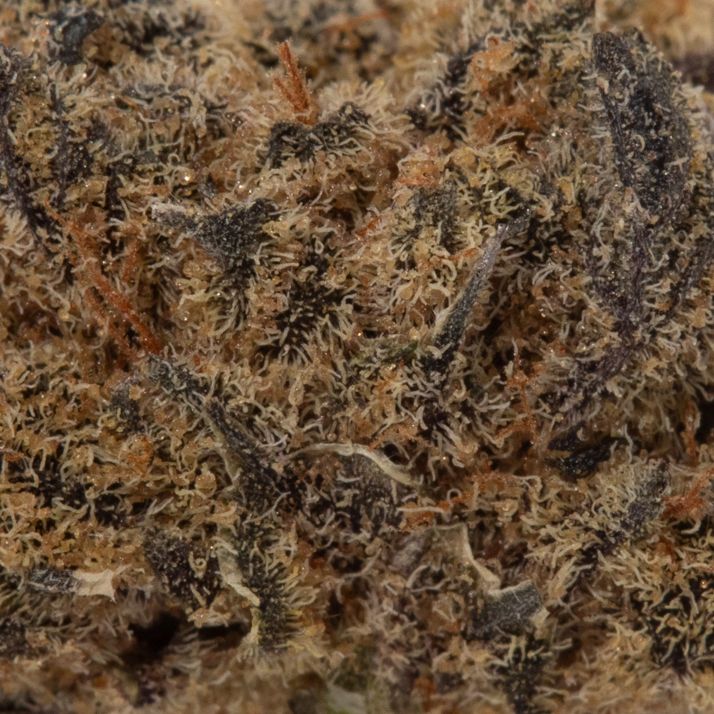 Black Cherry Cheesecake (AA)