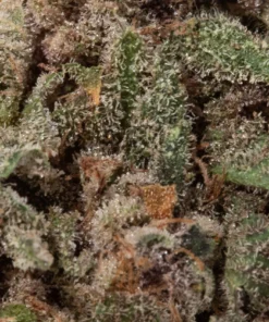 Strawberry Haze (AAA)