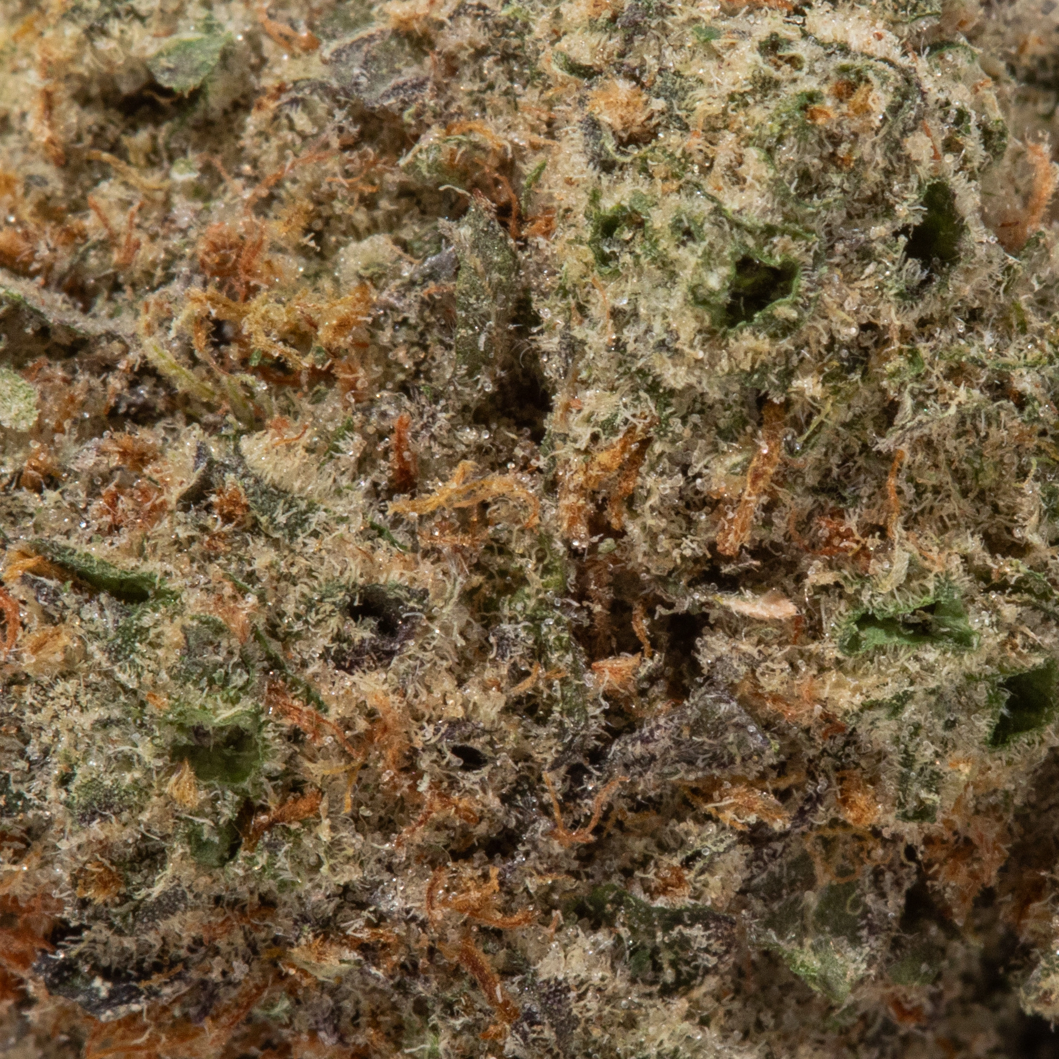 Donkey Butter (AAA+)