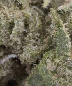 White Russian (Budget)