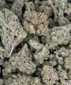 White Russian (Budget)