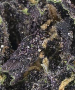 Purple Kush (Budget Buds)