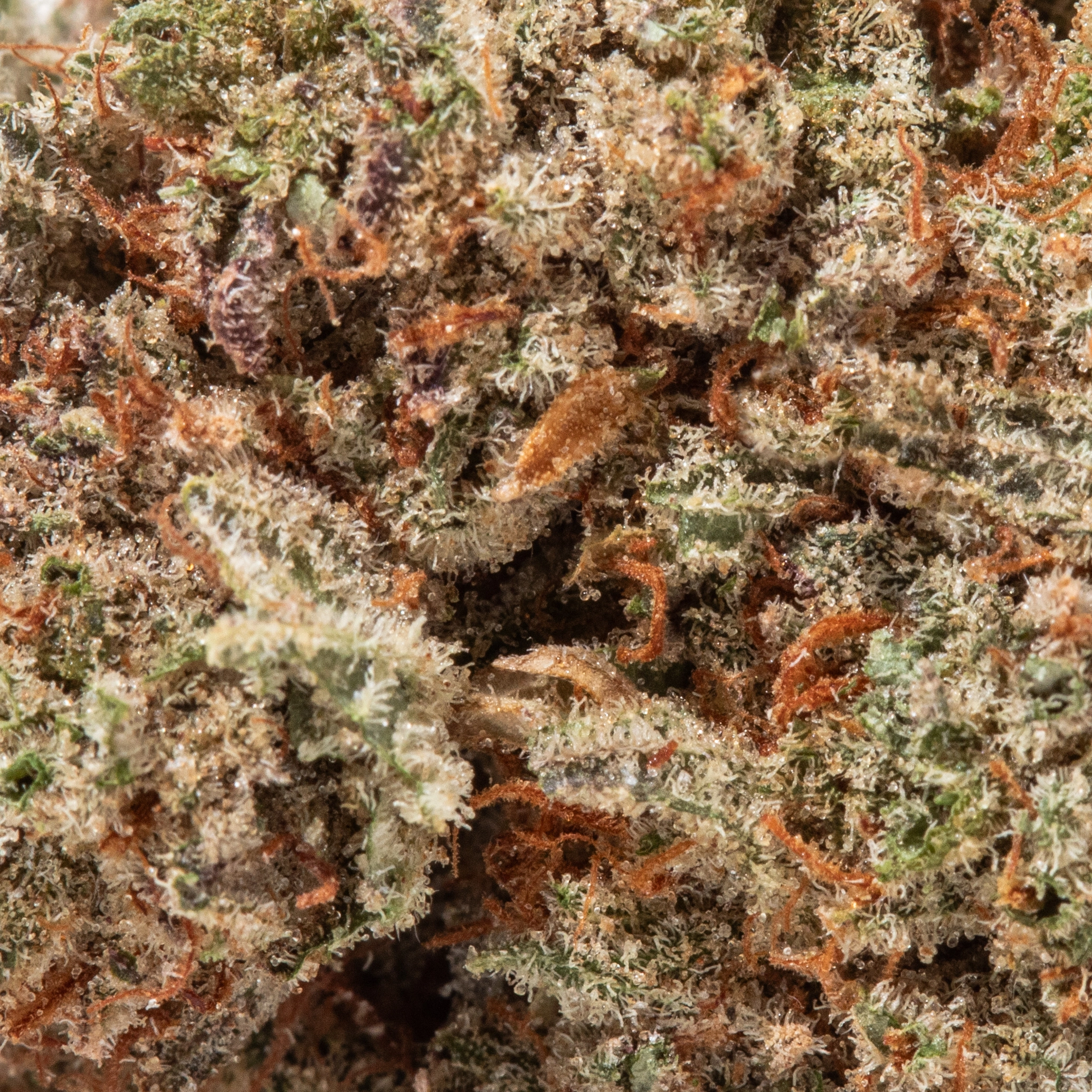 Pineapple Express (AAAA)