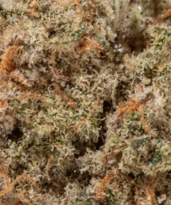 Biscotti (AAA/Popcorn)